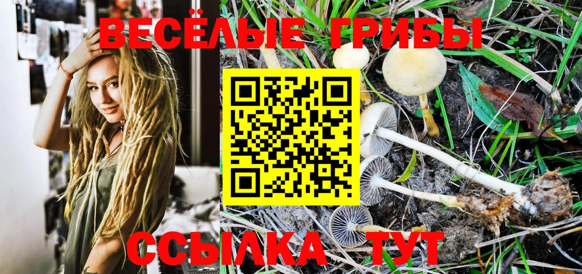 Галлюциногенные грибы Psilocybine cubensis Родники
